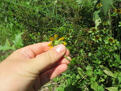 Rudbeckia tenax