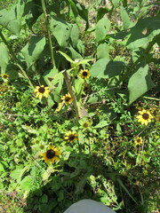 Rudbeckia tenax