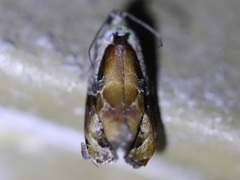 Zomaria interruptolineana