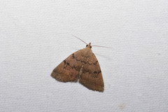 Zanclognatha dentata