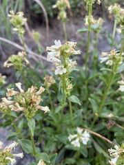 Penstemon confertus