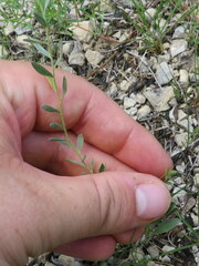 Evolvulus nuttallianus