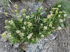 Penstemon confertus
