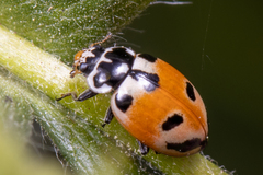 Hippodamia parenthesis