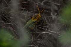 Taeniopoda tamaulipensis