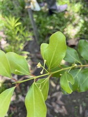 Cinnamomum reticulatum