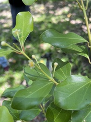 Cinnamomum reticulatum