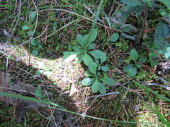 Astranthium integrifolium