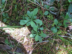 Astranthium integrifolium