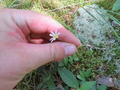 Astranthium integrifolium