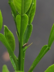 Diaphorina citri