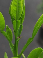 Diaphorina citri