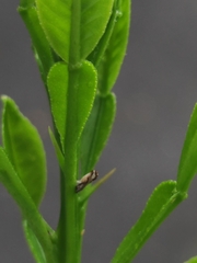 Diaphorina citri