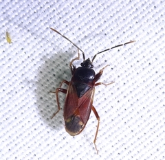 Eremocoris depressus