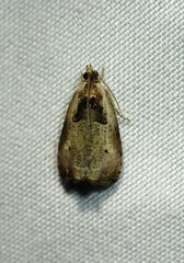 Olethreutes punctanum