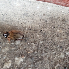 Pycnoscelus surinamensis
