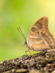 Archaeoprepona demophon centralis