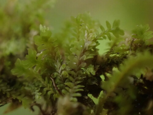 Image of Diplophyllum taxifolium by no rights reserved
