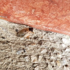Pycnoscelus surinamensis