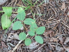 Euphorbia mercurialina