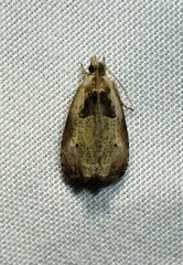 Olethreutes punctanum