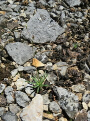 Phemeranthus calcaricus