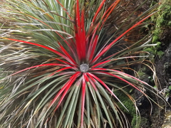 Fascicularia bicolor
