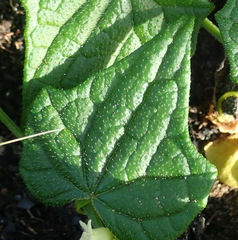 Zehneria scabra