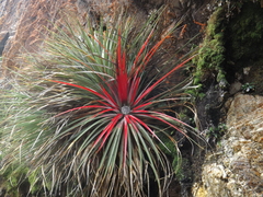 Fascicularia bicolor