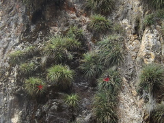 Fascicularia bicolor