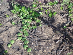 Zehneria scabra