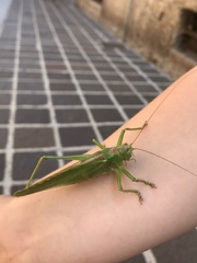 Tettigonia viridissima