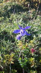 Aquilegia alpina