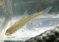 Notropis rupestris