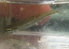 Notropis rupestris