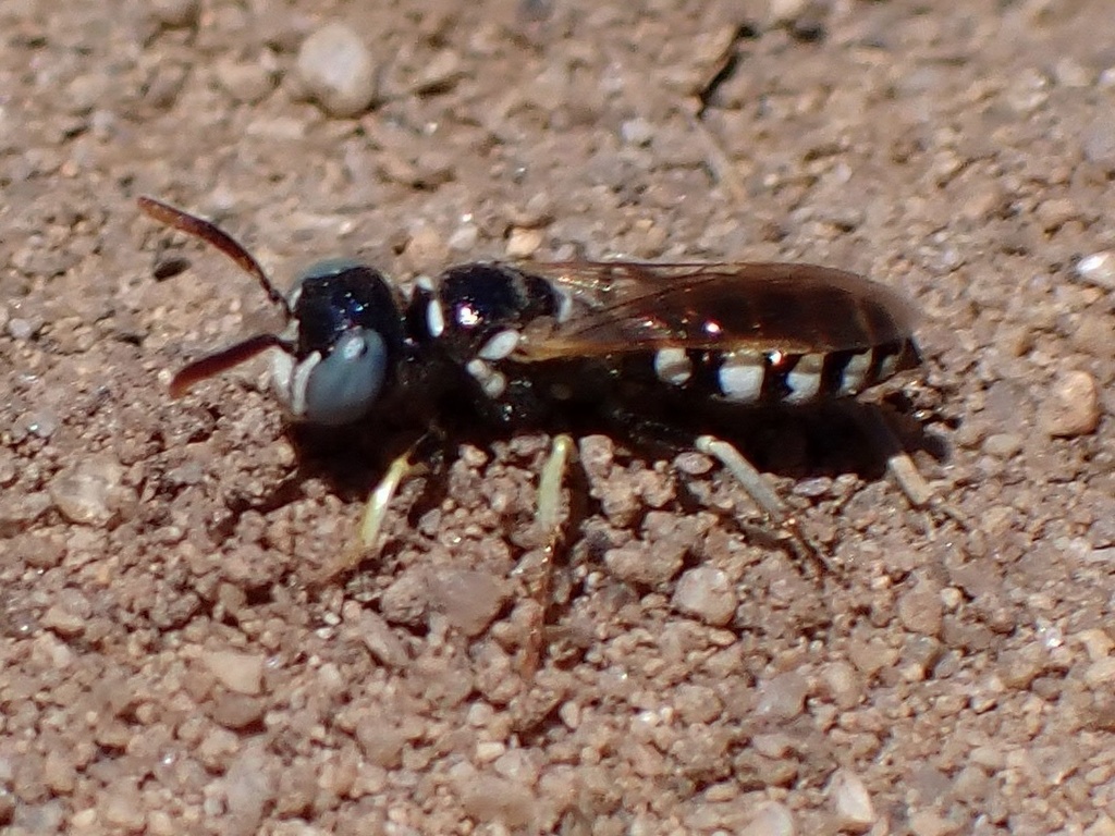 Antioch Sphecid Wasp