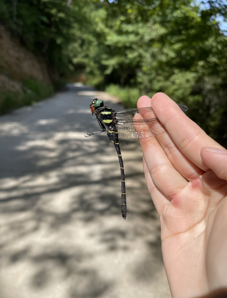 Anotogaster sakaii