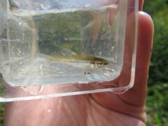 Notropis rupestris