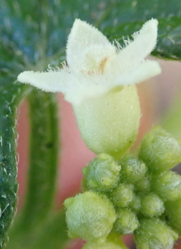 Image of Zehneria scabra by (c) Nicola van Berkel, some rights reserved (CC BY-SA)