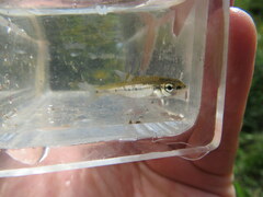Notropis rupestris