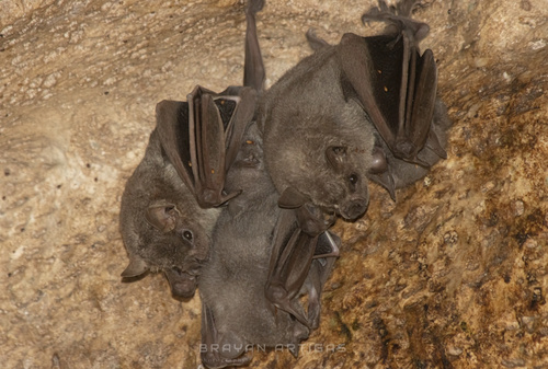 Artibeus hirsutus