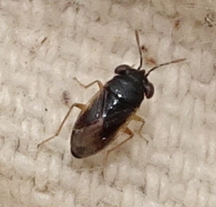 Geocoris uliginosus