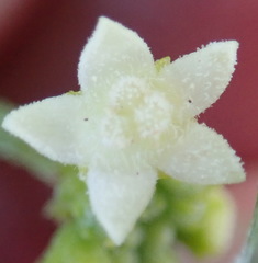 Zehneria scabra