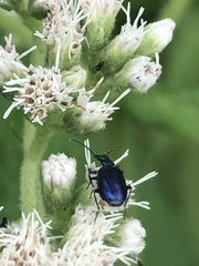 Lebia