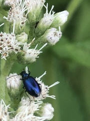 Lebia