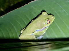 Agalychnis annae