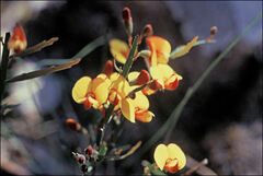 Bossiaea riparia