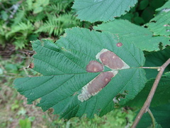 Cameraria corylisella
