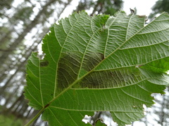 Cameraria corylisella