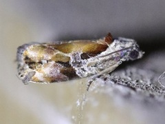 Zomaria interruptolineana